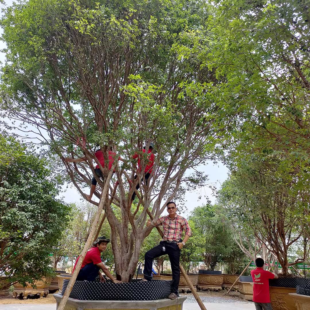 Cây Nho Thân Gỗ cổ thụ