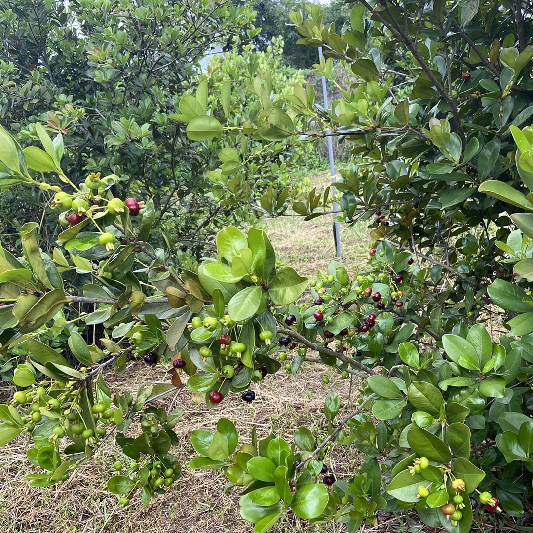 Cây Cherry Brazil giống cao khoảng 50-60cm