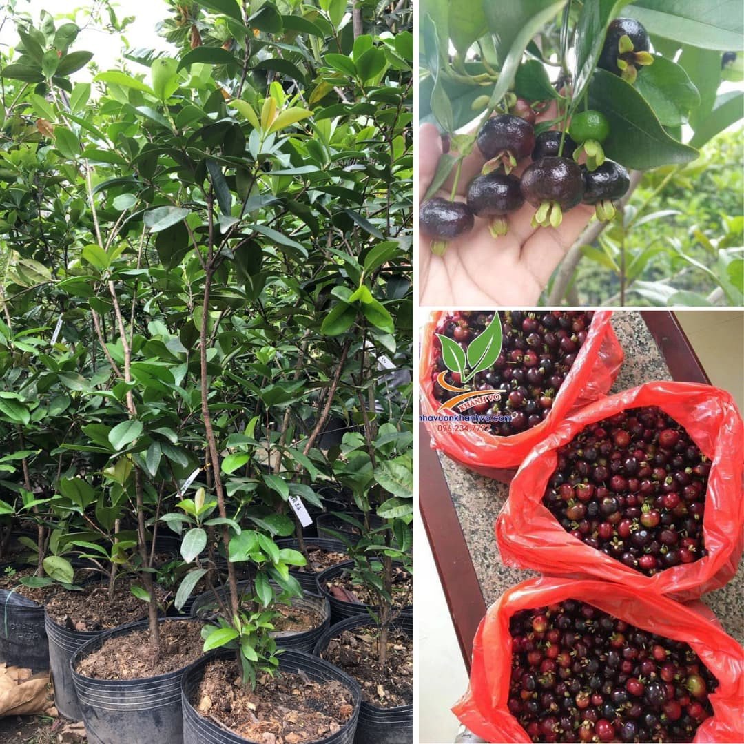 Cây Cherry Brazil trưởng thành sắp ra trái cao khoảng 80cm -1m 2