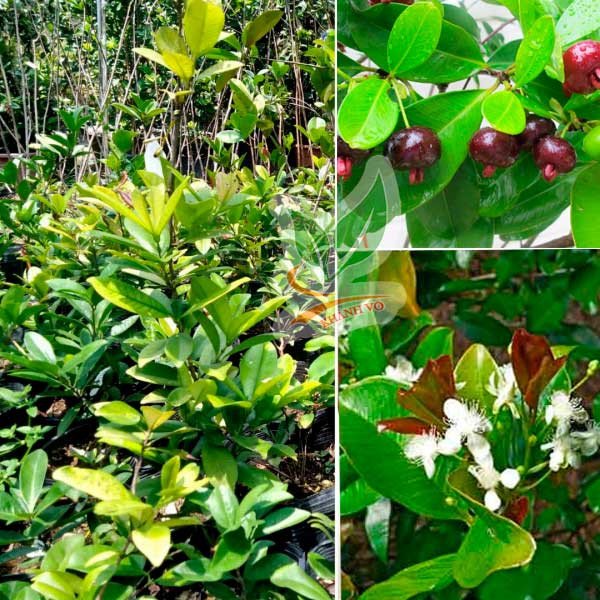 Cây Cherry Brazil trưởng thành sắp ra trái cao khoảng 80cm -1m