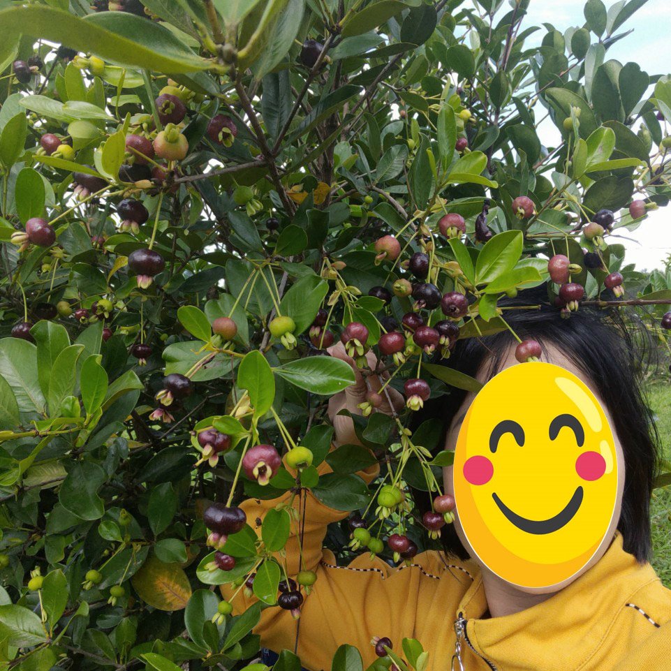 Cây Cherry Brazil đã ra trái một mùa cao hơn 1m 2