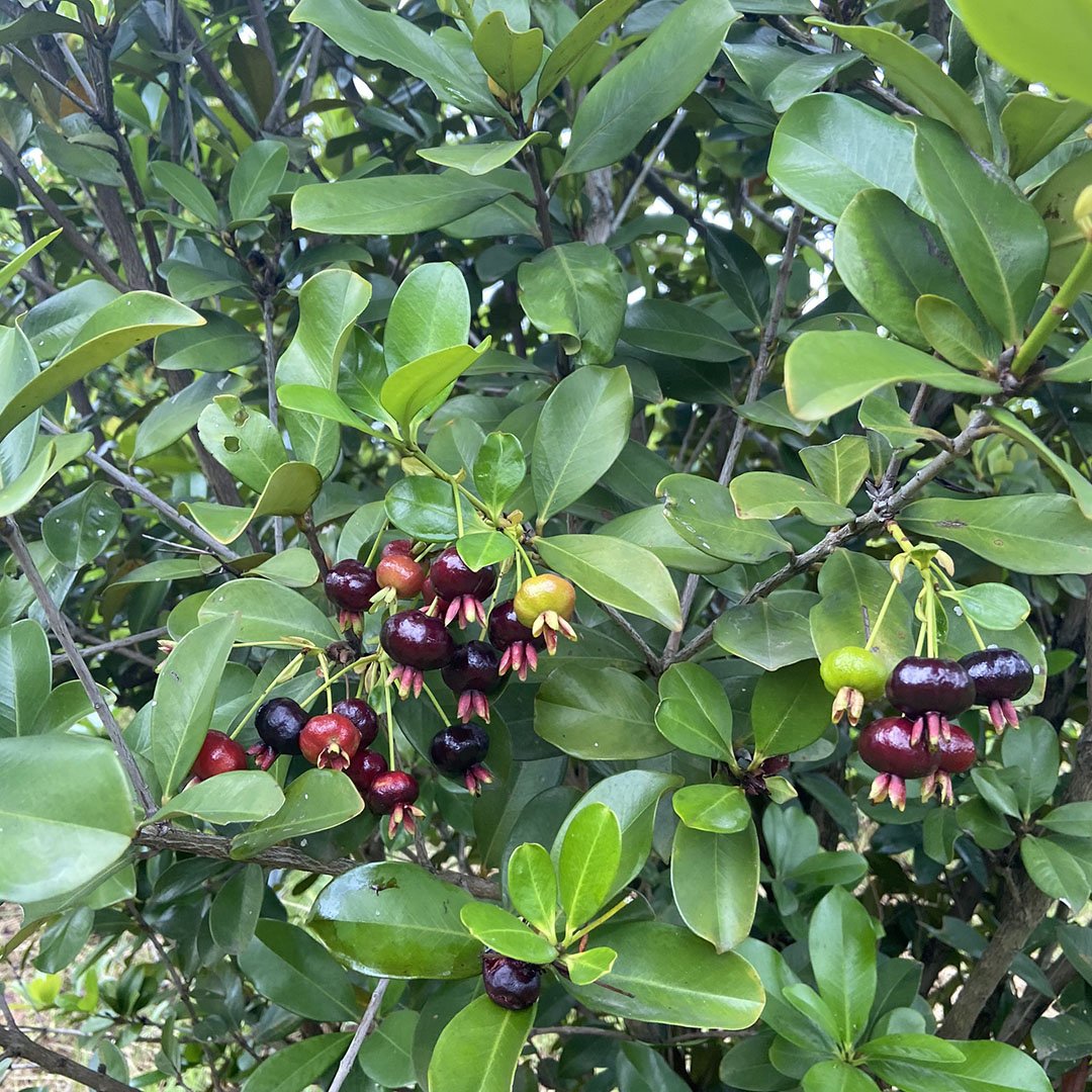 Cây Cherry Brazil loại đại, sum suê trái cao khoảng 2m