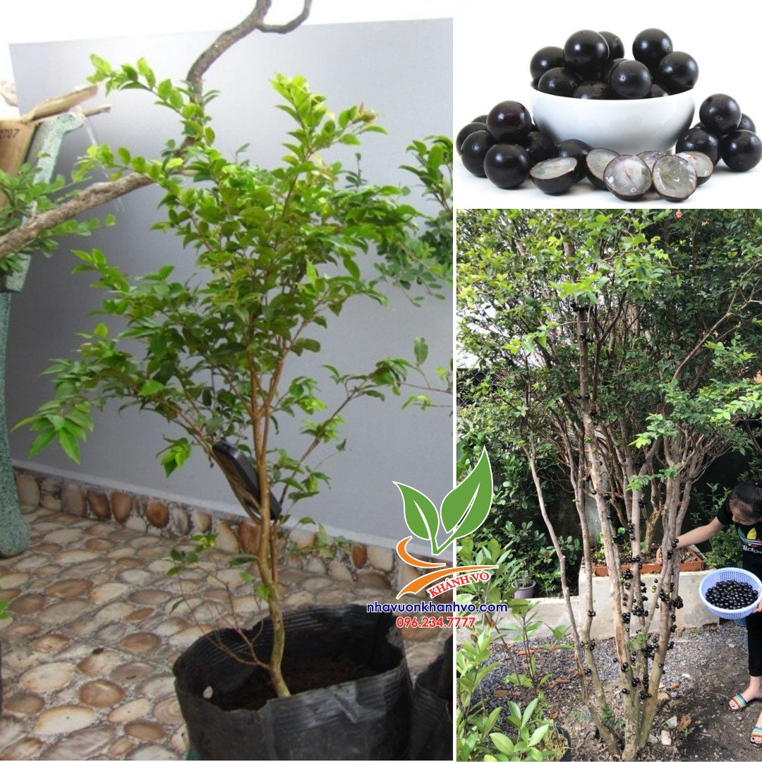 Cây Nho Thân Gỗ 4 năm tuổi
