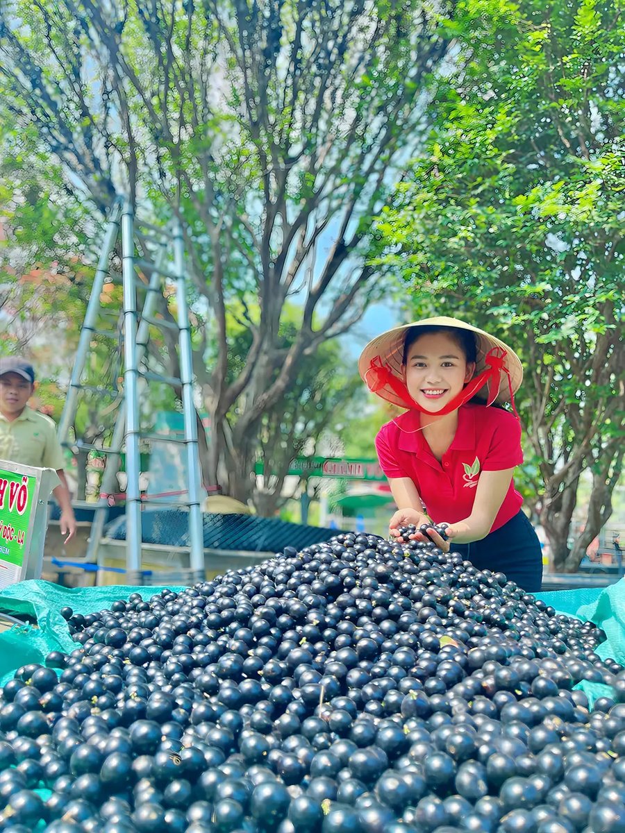 Cây Nho Thân Gỗ 4 năm tuổi 3