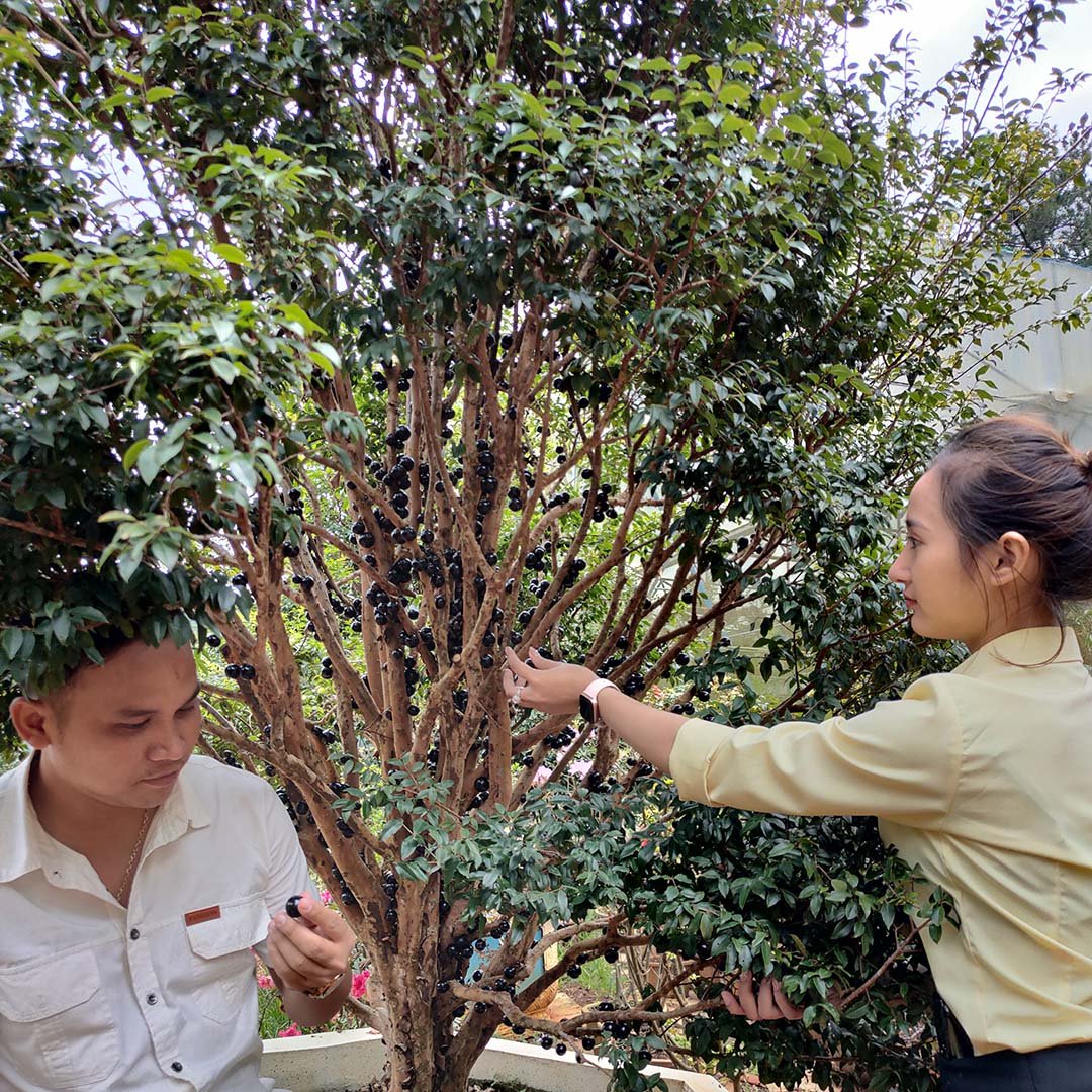Cây Nho Thân Gỗ 6 năm tuổi sắp ra trái