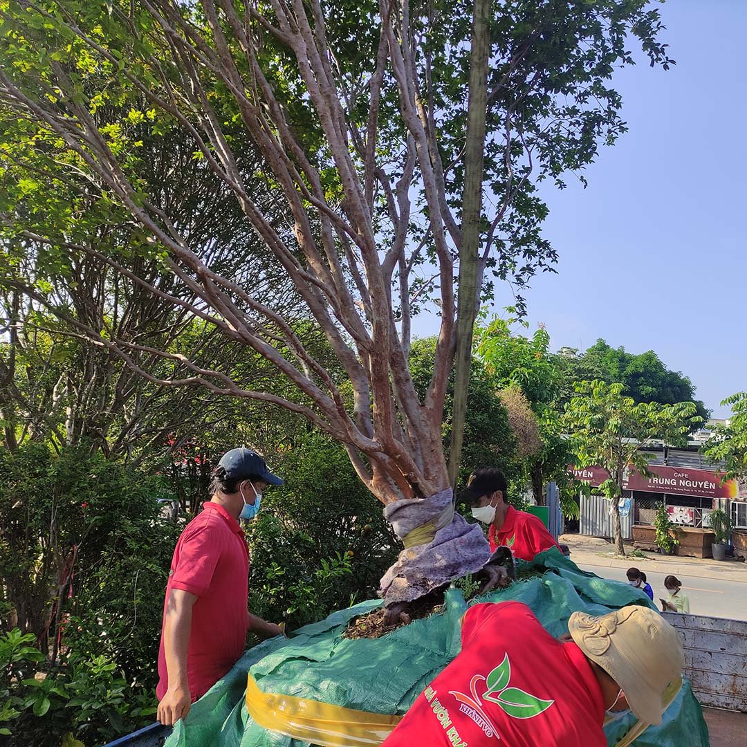 Cây Nho Thân Gỗ 10 năm tuổi đã ra trái 3 mùa