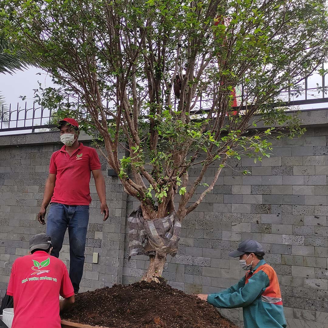 Cây Nho Thân gỗ lâu năm trái quanh năm 2