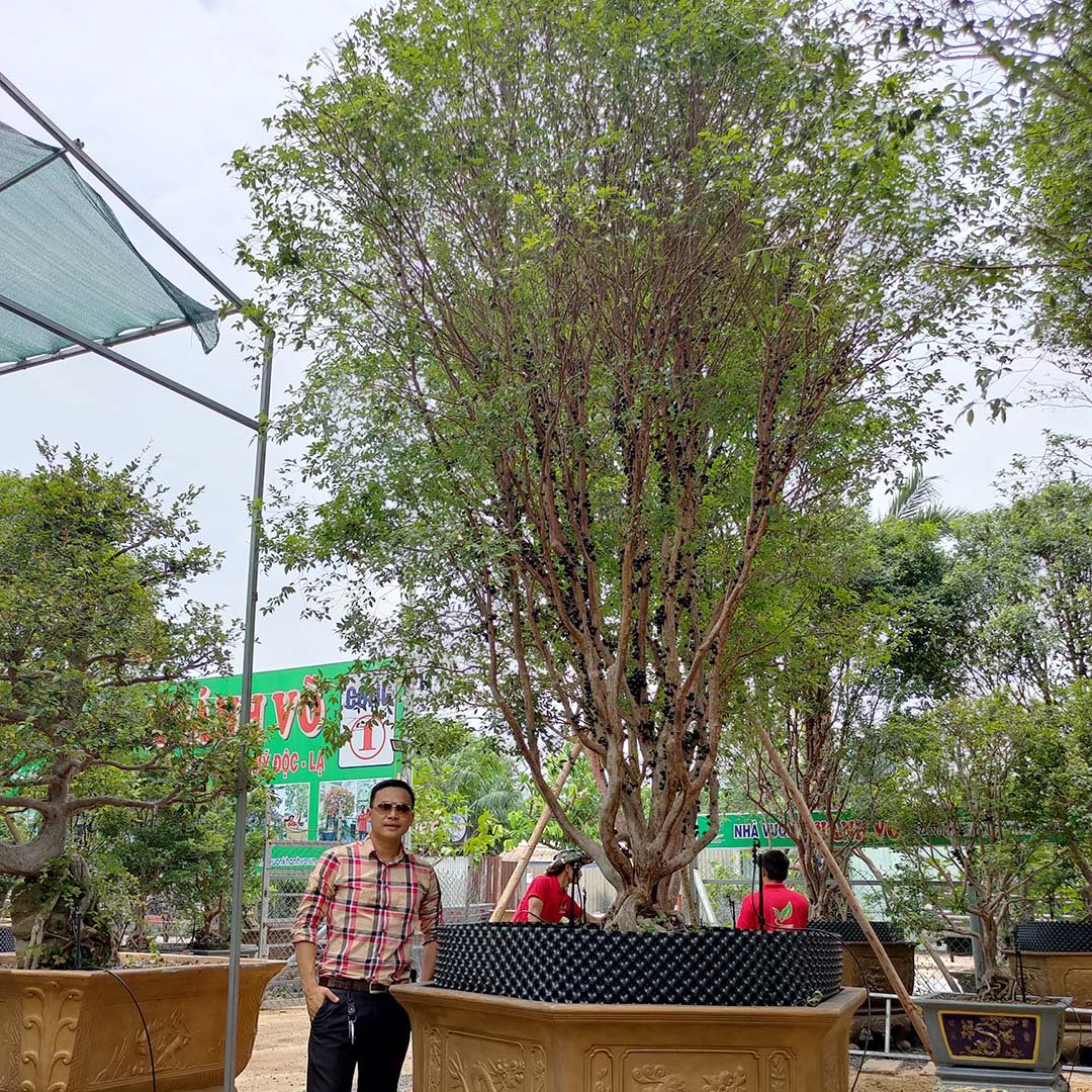 Cây Nho Thân gỗ lâu năm trái quanh năm
