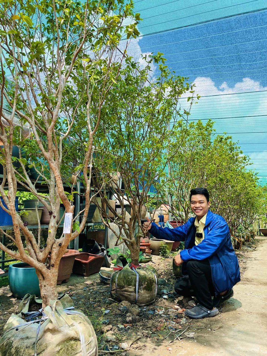 Cây Nho Thân Gỗ Tứ Quý Lá To – Độc Lạ, Dễ Trồng, Cho Trái Quanh Năm