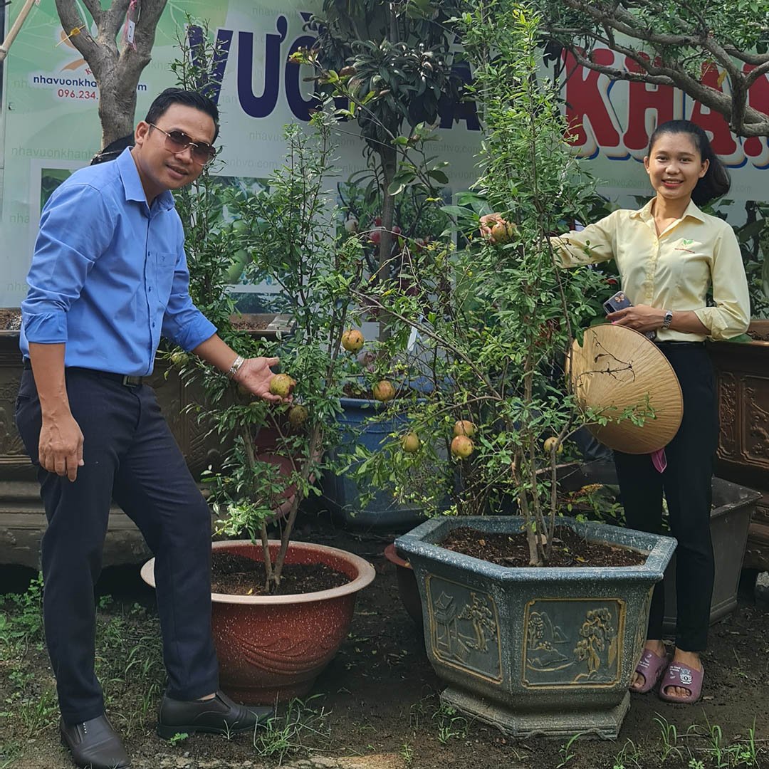 Cây Lựu Đỏ Ai Cập có hoa