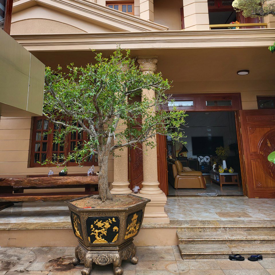 Cây Lựu Đỏ Ai Cập có trái