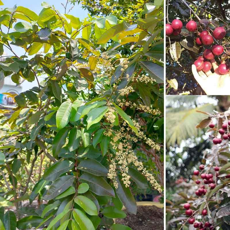 Cây Nhãn Tím – Giống Cây Ăn Trái Độc Lạ, Đem Lại Giá Trị Kinh Tế Cao