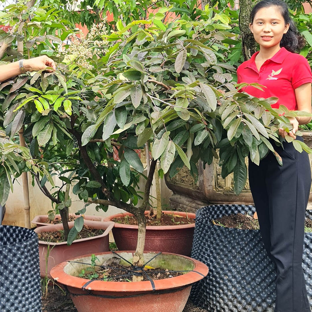 Cây Nhãn Tím – Giống Cây Ăn Trái Độc Lạ, Đem Lại Giá Trị Kinh Tế Cao 2