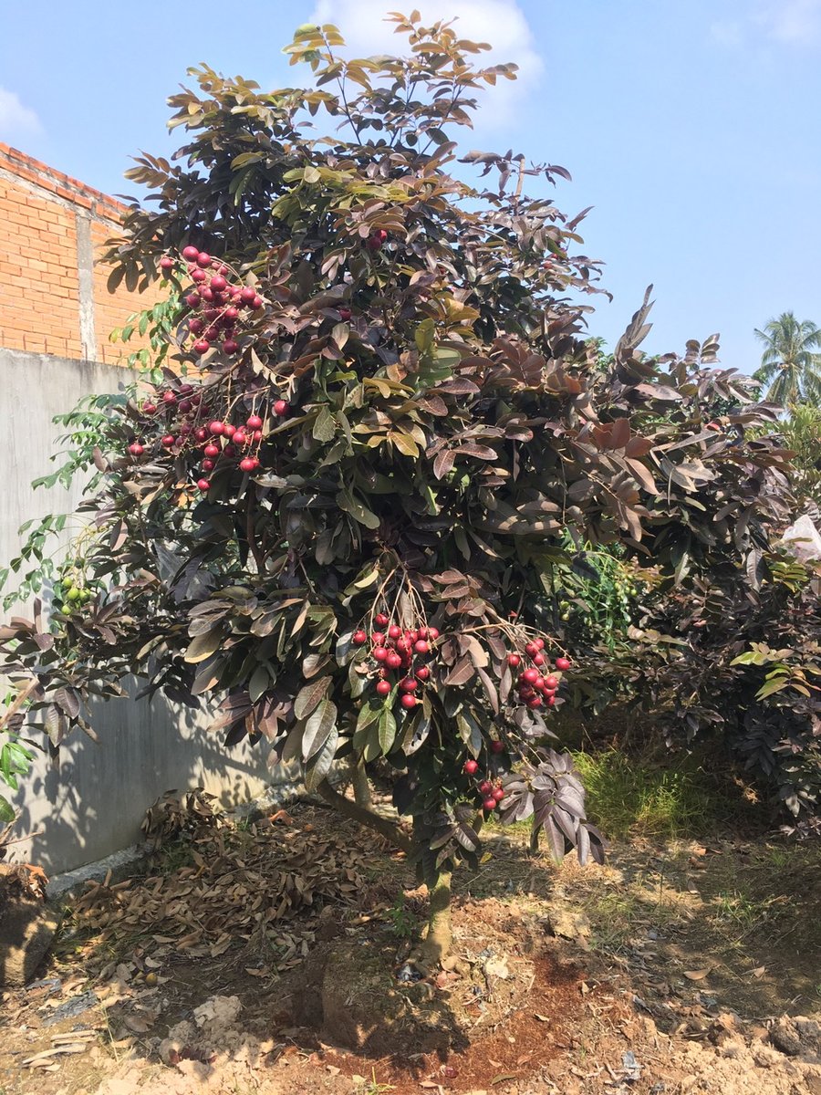 Cây Nhãn Tím – Giống Cây Ăn Trái Độc Lạ, Đem Lại Giá Trị Kinh Tế Cao 3