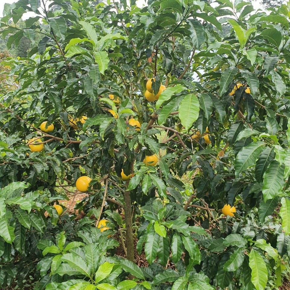 Cây Vú Sữa Hoàng Kim giống 2