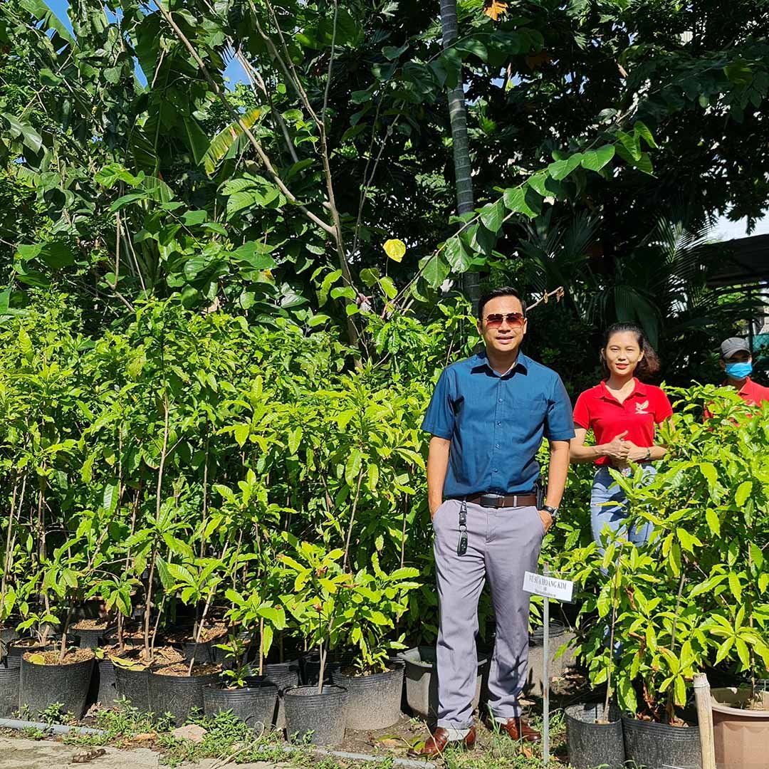 Cây Vú Sữa Hoàng Kim giống