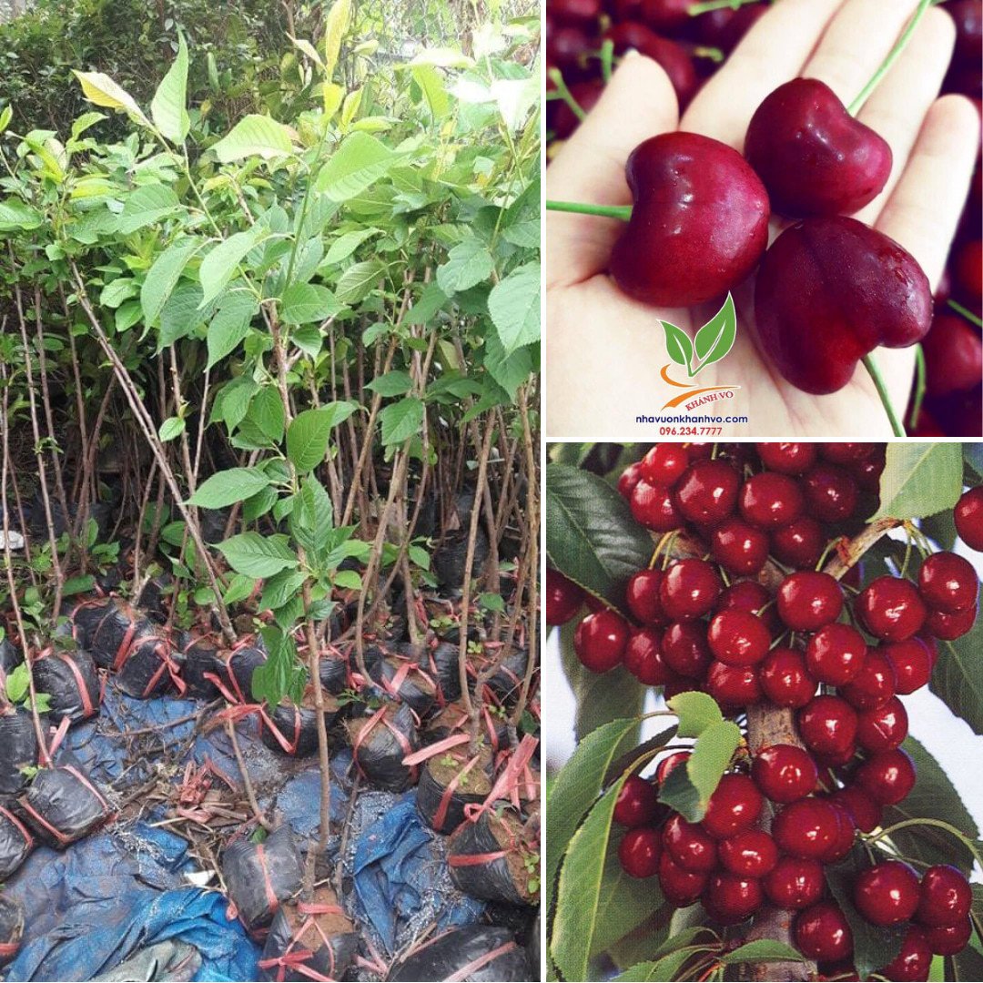 Cây Cherry Mỹ cao khoảng 60-70cm