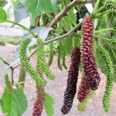 Cây Dâu Dài Đài Loan cao khoảng 60-70cm 2