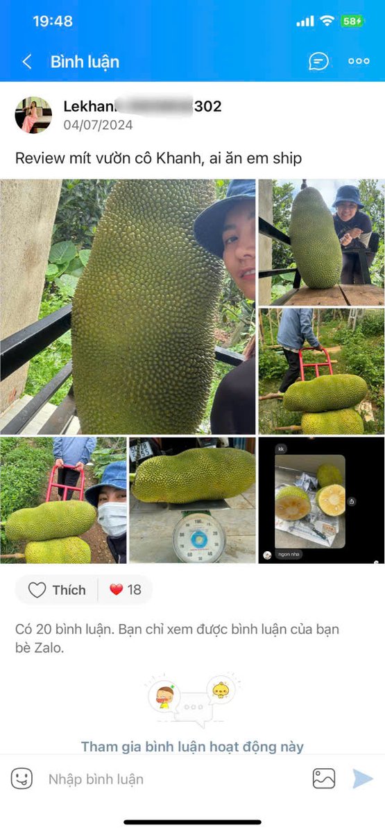 Cây Mít Trái Dài Malaysia cao khoảng 30-40cm 3