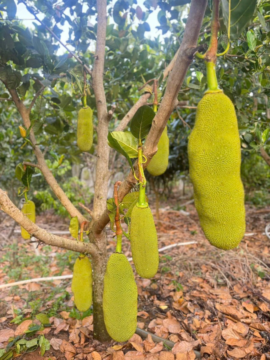 Cây Mít Trái Dài Malaysia cao khoảng 30-40cm