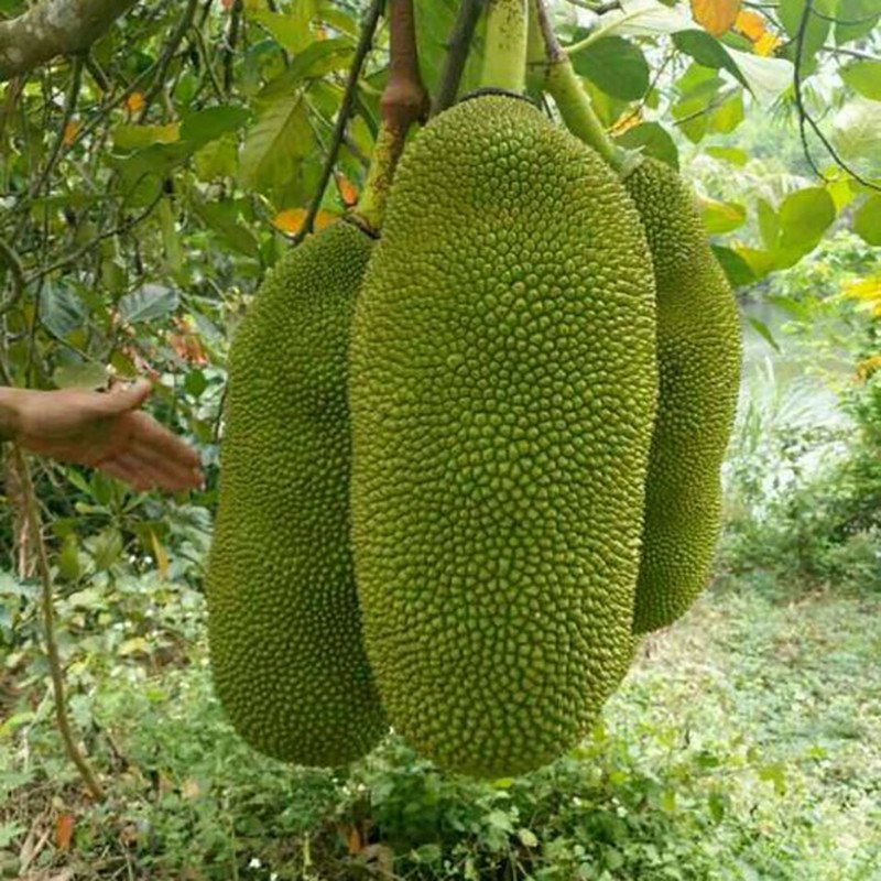 Cây Mít Trái Dài Malaysia cao khoảng 30-40cm 2