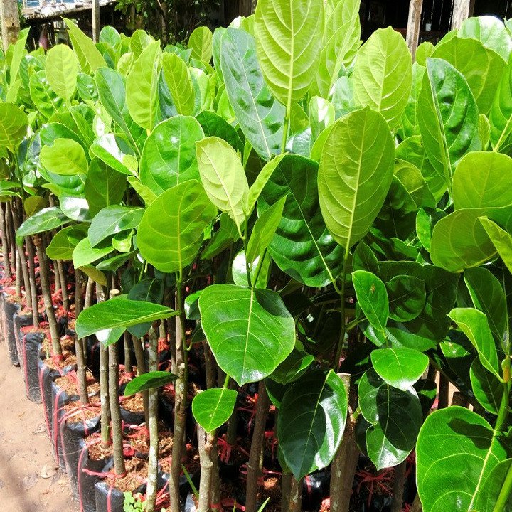 Cây Mít Ruột Đỏ cao khoảng 60-70cm 2