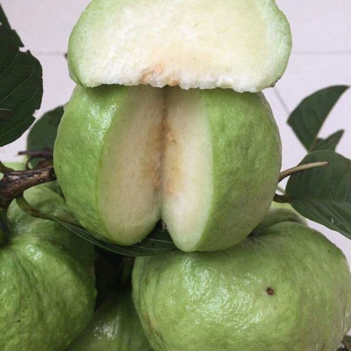 Cây Ổi Nữ Hoàng có hoa có trái 3