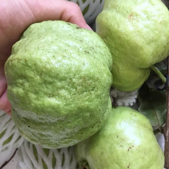 Cây Ổi Nữ Hoàng có hoa có trái 2