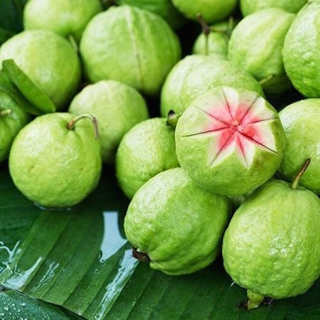 Cây Giống Ổi Ruby Không Hạt Ruột Đỏ có hoa 3