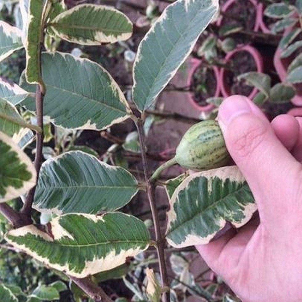 Cây Ổi Cẩm Thạch [Hết hàng] 3