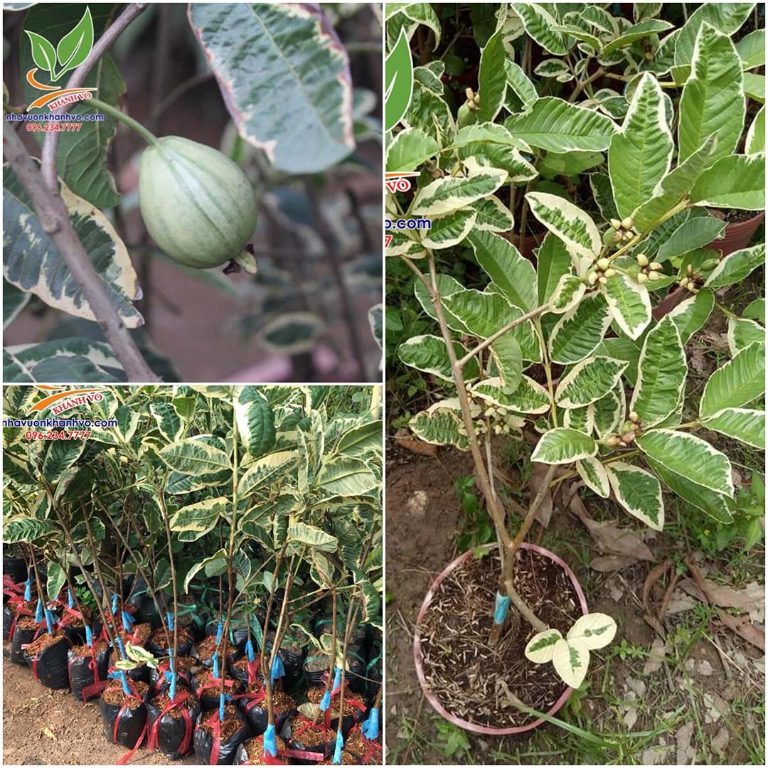 Cây Ổi Cẩm Thạch [Hết hàng]