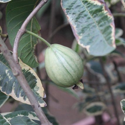 Cây Ổi Cẩm Thạch [Hết hàng] 2