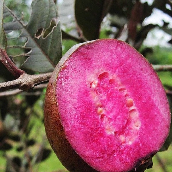 Cây Ổi Tím Malaysia 3