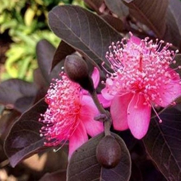 Cây Ổi Tím Malaysia 2