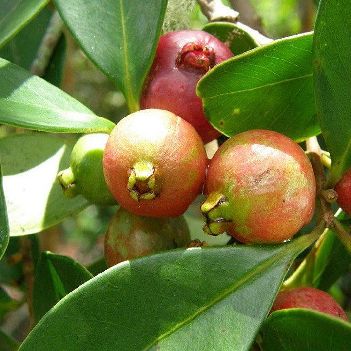 Cây Ổi Sim Nhật 2