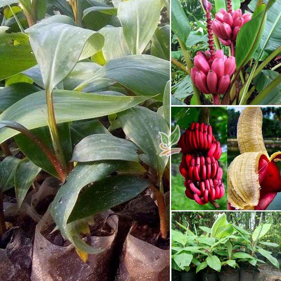 Cây Chuối Đỏ Dacca cao khoảng 60cm