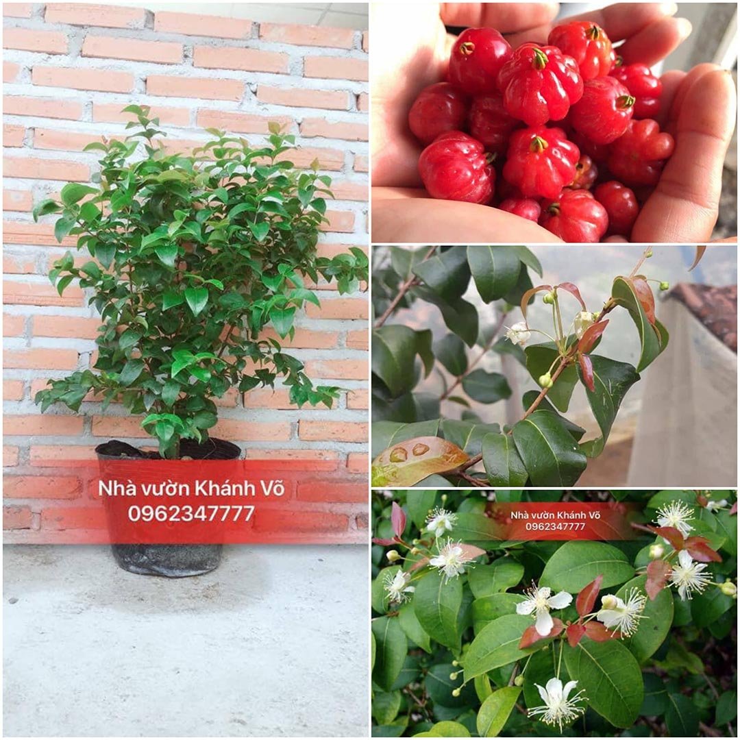 Cây Surinam Cherry – Loại Cherry Nhiệt Đới Tuyệt Vời Cho Sân Vườn Việt