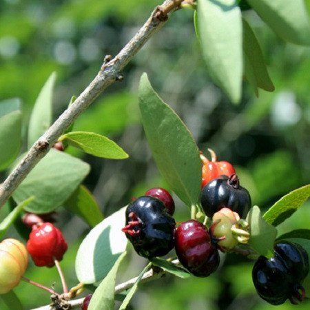 Cây Surinam Cherry – Loại Cherry Nhiệt Đới Tuyệt Vời Cho Sân Vườn Việt 2