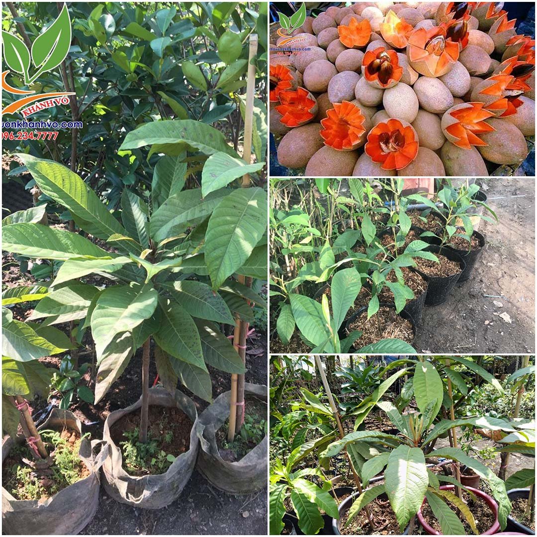 Cây Hồng Xiêm Ruột Đỏ Khổng Lồ [Hết hàng]