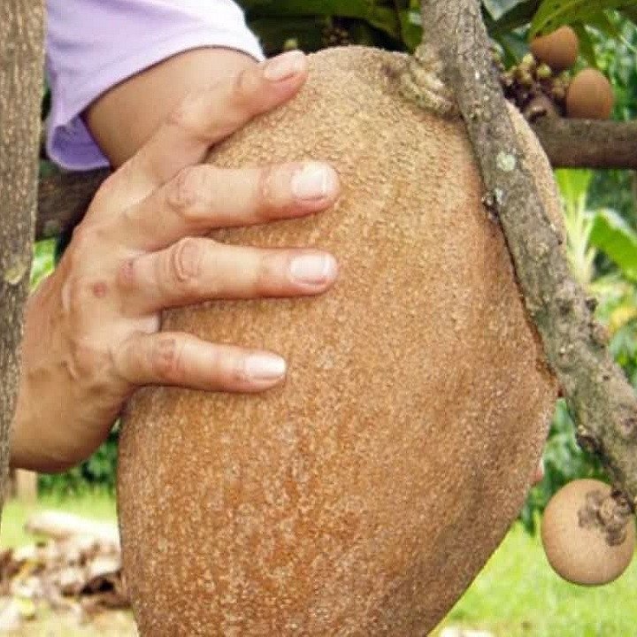 Cây Hồng Xiêm Ruột Đỏ Khổng Lồ [Hết hàng] 3