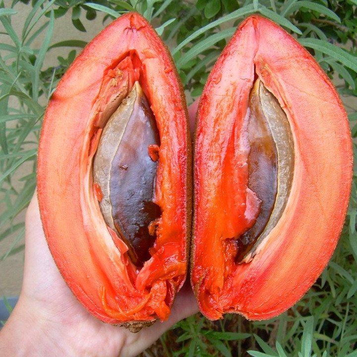 Cây Hồng Xiêm Ruột Đỏ Khổng Lồ [Hết hàng] 2