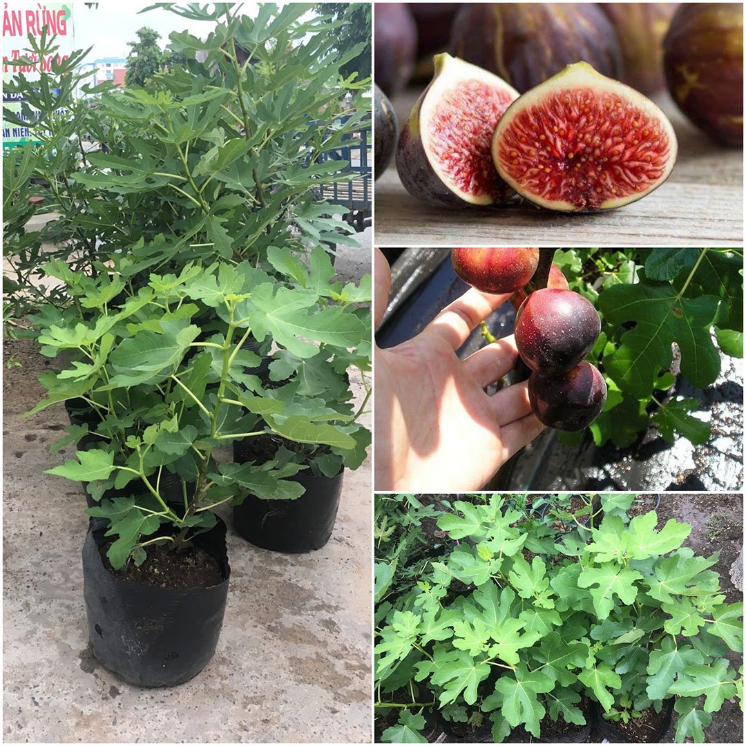 Cây Sung Mỹ đã ra trái khoảng 20-30cm
