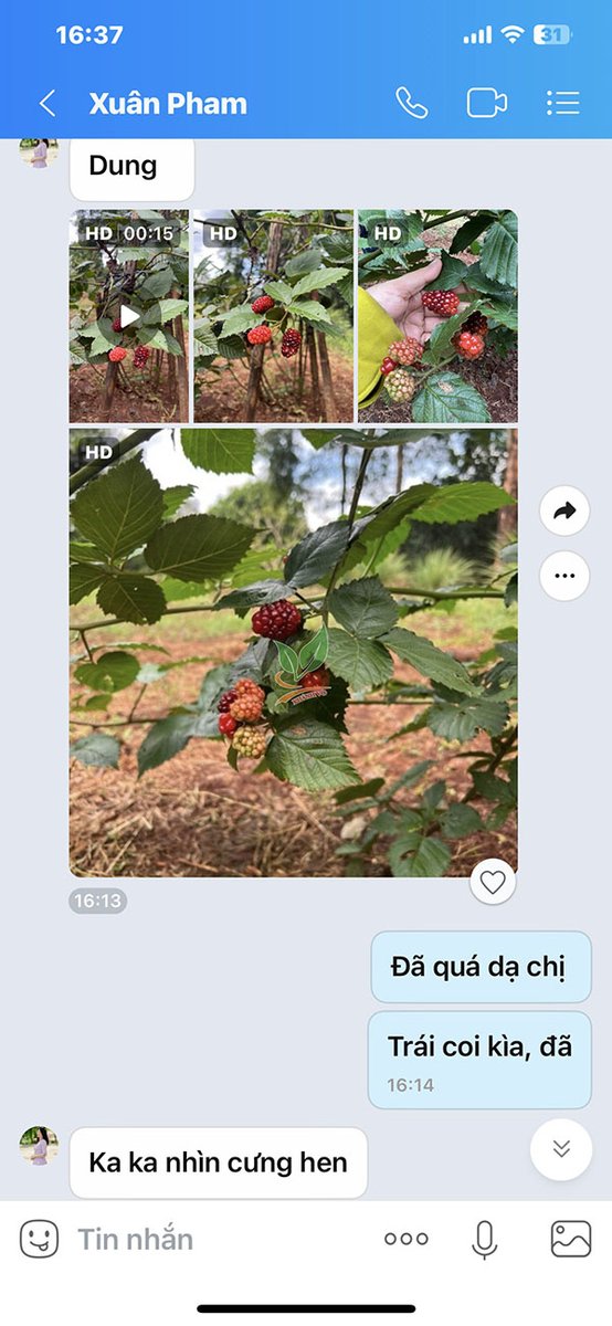 Cây Mâm Xôi cao khoảng 20-30cm 2