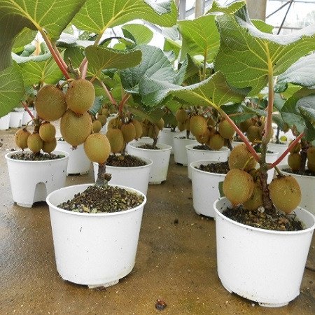 Cây Kiwi ruột đỏ, xanh, vàng cao khoảng 30-40cm 2