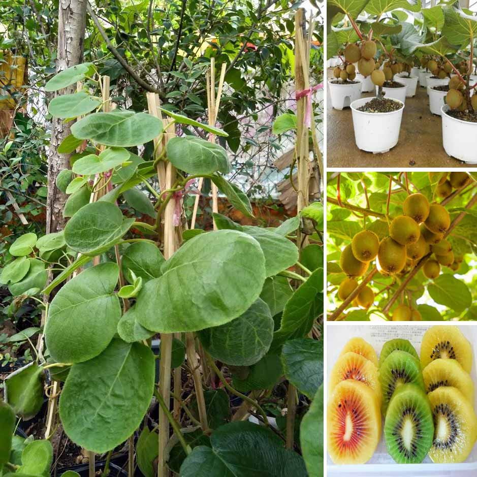 Cây Kiwi ruột đỏ, xanh, vàng cao khoảng 30-40cm 3
