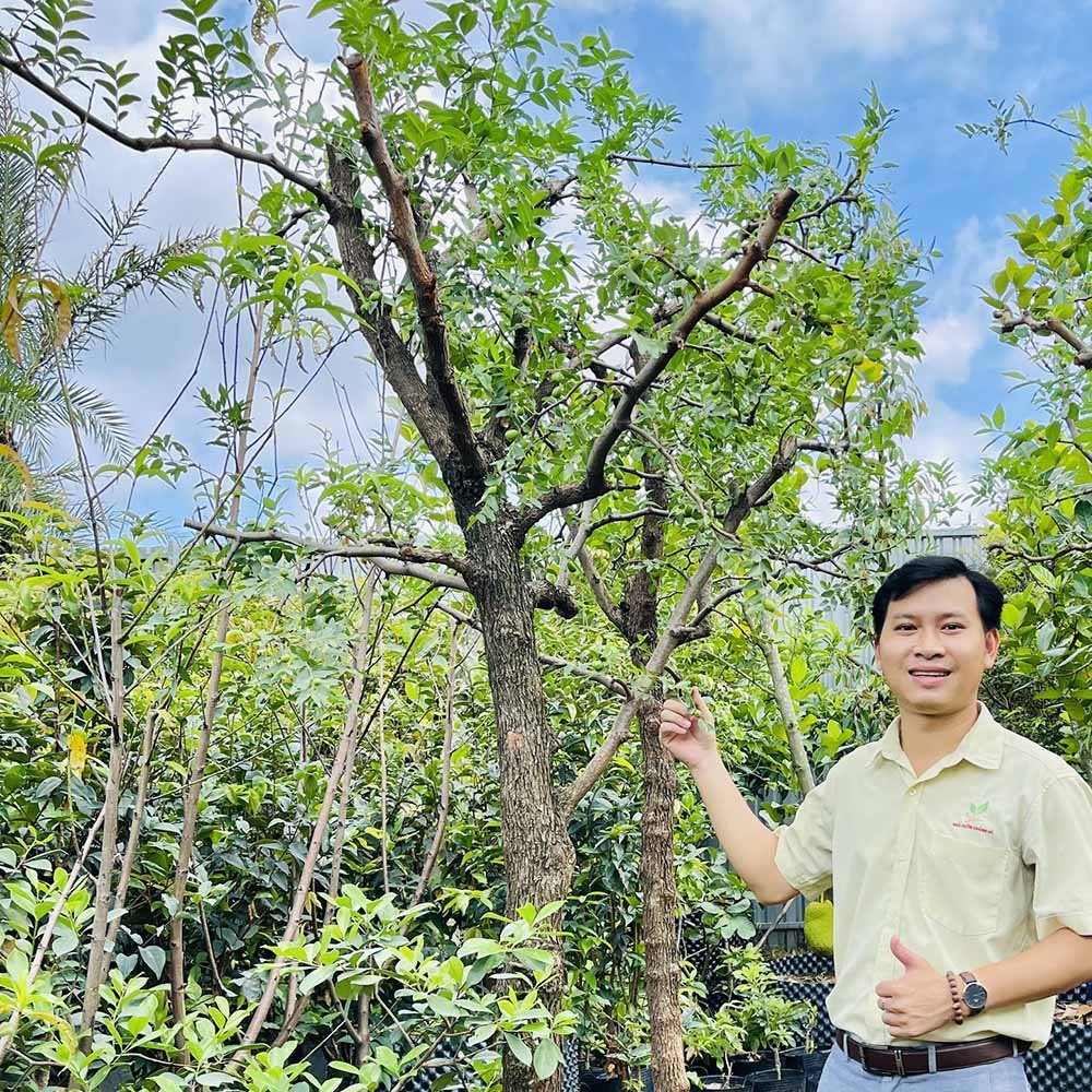 Cây Hồng Táo – Loại Cây Ăn Trái Độc Đáo, Quả Ngọt, Giàu Dinh Dưỡng 2