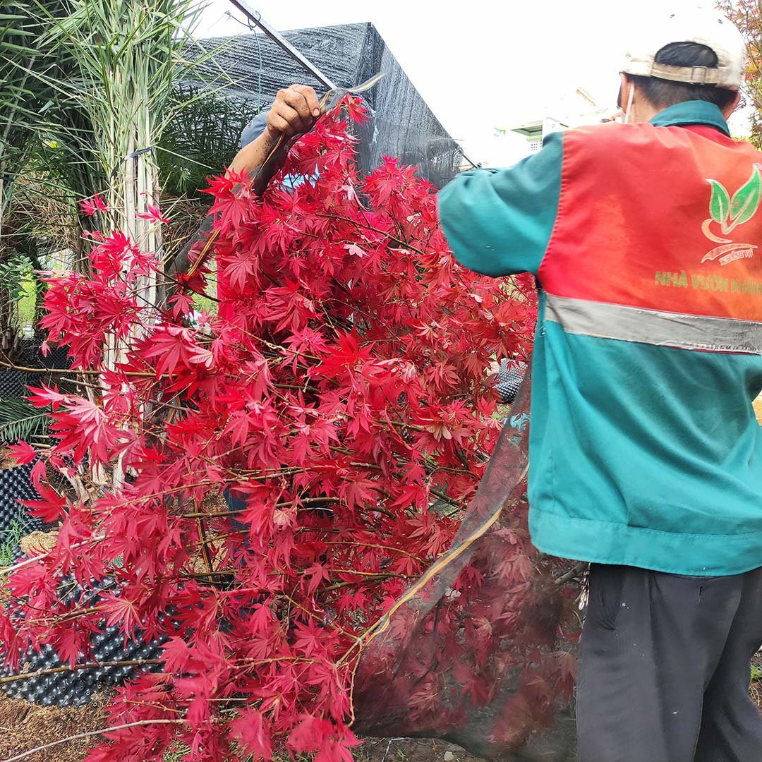 Cây Phong Lá Đỏ