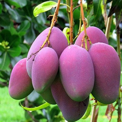 Cây Giống Xoài Tím Malaysia – Độc Lạ, Dễ Trồng, Năng Suất Cao 2