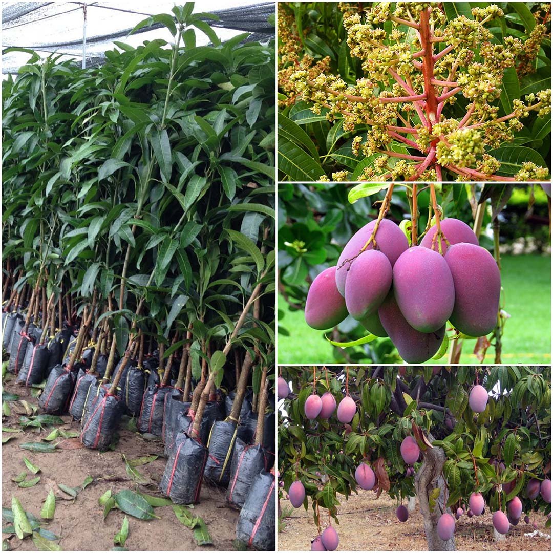 Cây Giống Xoài Tím Malaysia – Độc Lạ, Dễ Trồng, Năng Suất Cao
