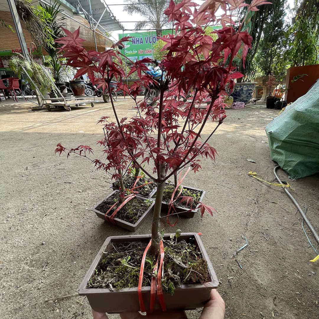 Cây Phong Lá Đỏ nhỏ để bàn